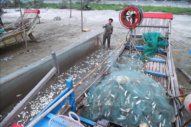 Sau những chuyến vươn khơi, bè mảng của ngư dân chở đầy hàng tạ cá trích tươi đóng dày mắt lưới. Ảnh: Xuân Tiến – TTXVN 