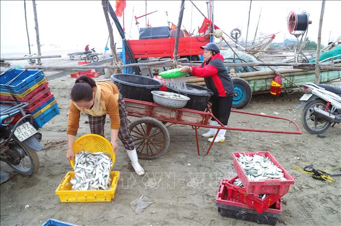 Tiểu thương thu mua, phân loại, rửa cá trích ngay tại bãi biển thuộc địa bàn xã Hải Châu, tỉnh Nghệ An. Ảnh: Xuân Tiến – TTXVN 