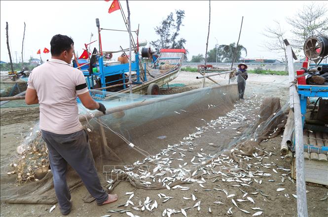 Hoạt động gỡ cá trích khỏi lưới khi bè mảng vừa cập bến. Ảnh: Xuân Tiến – TTXVN 
