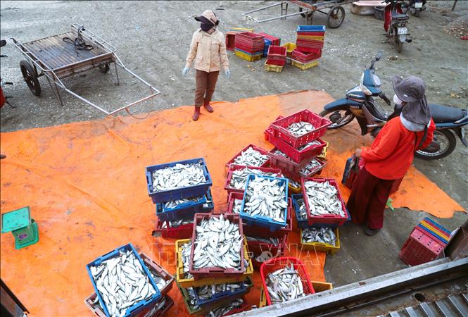 Cá trích tươi được tập kết tại bãi biển để bán cho thương lái trước khi vận xuất đi tiêu thụ tại các địa bàn khác. Ảnh: Xuân Tiến – TTXVN 