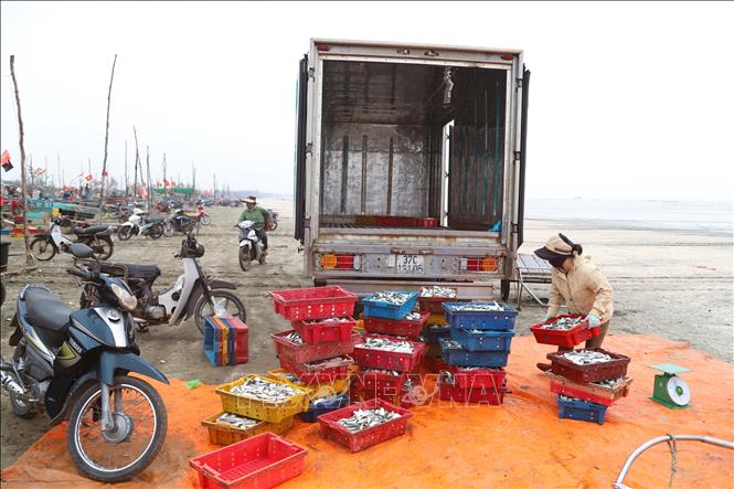 Xe tải của thương lái thu mua cá trích với số lượng lớn chờ sẵn tại bãi biển. Ảnh: Xuân Tiến – TTXVN 