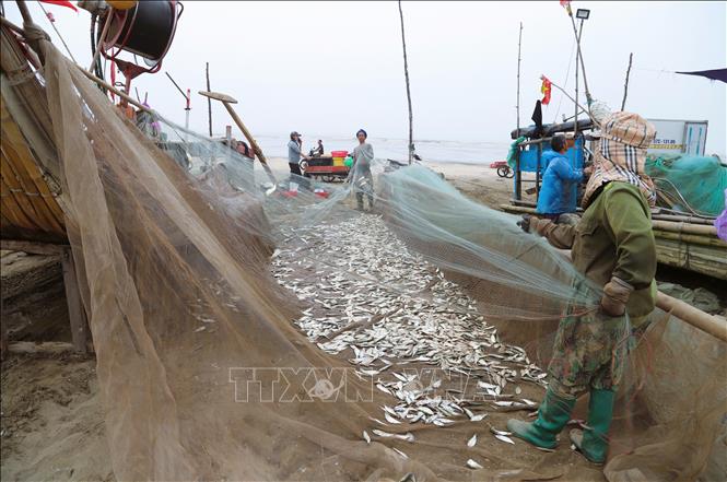 Ngư dân làng biển tất bật với việc gỡ cá khỏi lưới khi bè mảng vừa cập bến bãi để kịp thời mang đi tiêu thụ, giúp cá tươi ngon. Ảnh: Xuân Tiến – TTXVN 