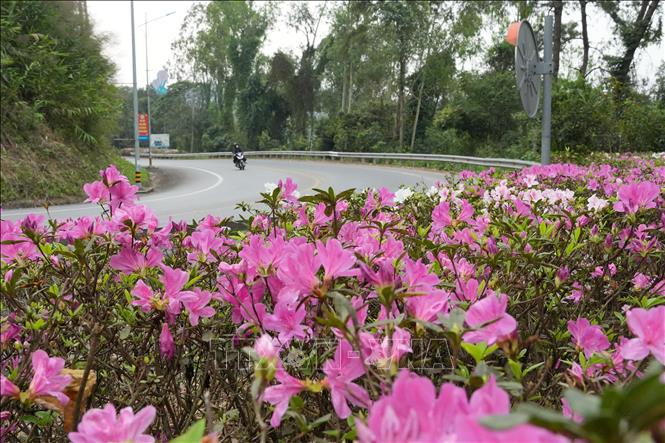 Hoa đỗ quyên nở rực rỡ dọc đường lên Tam Đảo. Ảnh: Nguyễn Thảo - TTXVN