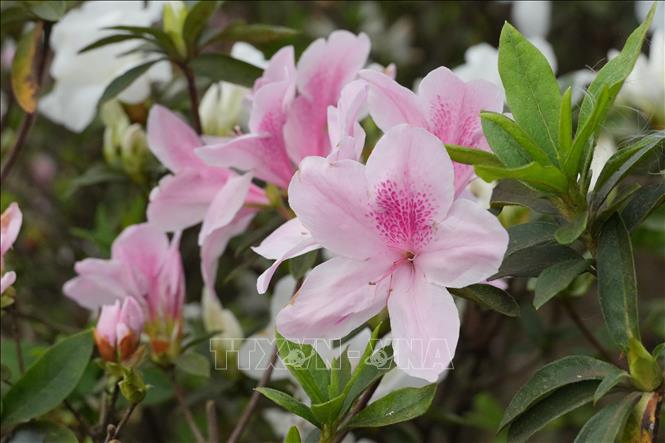 Cánh hoa đỗ quyên mỏng, xếp chồng lên nhau tạo thành hình phễu, mang mùi hương dễ chịu. Ảnh: Nguyễn Thảo - TTXVN