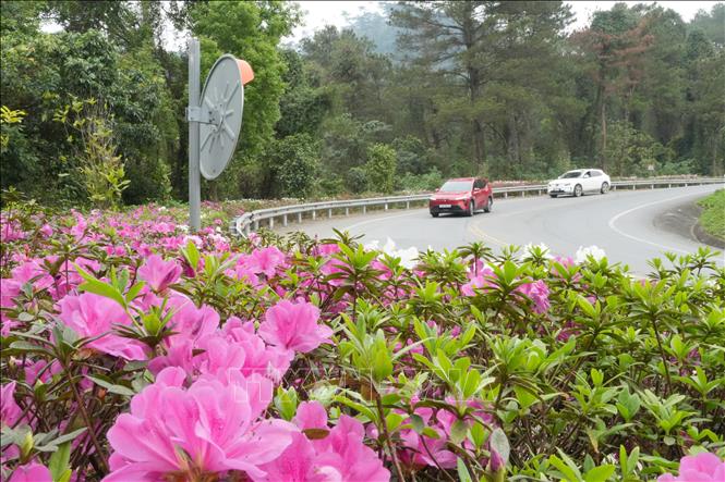 Hoa đỗ quyên nở rực rỡ dọc đường lên Tam Đảo. Ảnh: Nguyễn Thảo - TTXVN