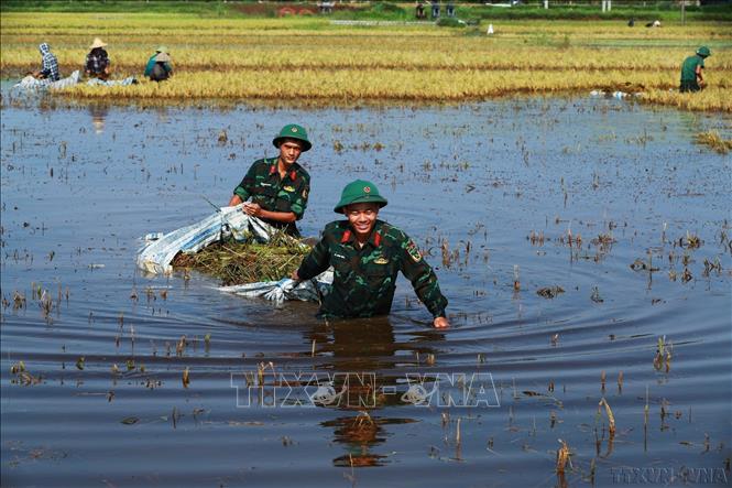 Hình ảnh đẹp về các chiến sĩ Trung đoàn Bộ binh cơ giới 102, Sư đoàn 308, Quân đoàn 12 đóng trên địa bàn huyện Quốc Oai giúp người dân Mỹ Lương thu hoạch lúa ngập nước được phóng viên ảnh ghi lại. Ảnh: An Thành Đạt – TTXVN