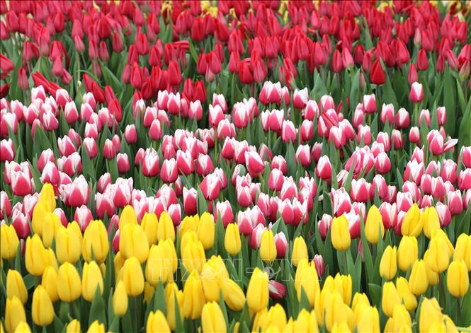 Hoa tulip nở rộ với nhiều sắc màu tại Quảng trường Quốc gia, Washington D.C. Ảnh: Ngọc Quang - PV TTXVN tại Mỹ