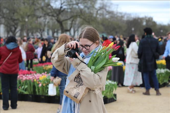 Du khách lưu lại hình ảnh đẹp của hoa tulip. Ảnh: Ngọc Quang - PV TTXVN tại Mỹ