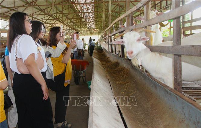 Du khách tham quan trại sữa dê Ngọc Đào, xã Tân Hòa, thành phố Cần Thơ. Ảnh: Nguyễn Hằng - TTXVN