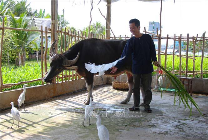 Du khách được trải nghiệm câu chuyện xoay quanh con trâu, cánh cò khi đến với Cồn Sơn. Ảnh: Nguyễn Hằng - TTXVN