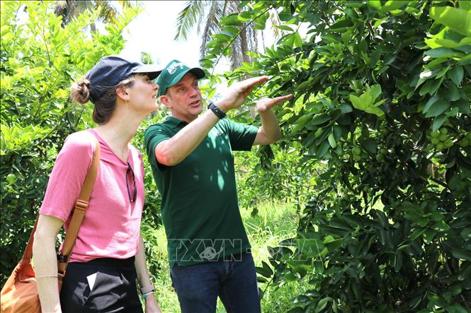 Doanh nghiệp Hà Lan khảo sát vùng nguyên liệu trồng chanh không hạt phục vụ xuất khẩu ở xã Song Lộc. Ảnh: Thanh Hòa - TTXVN