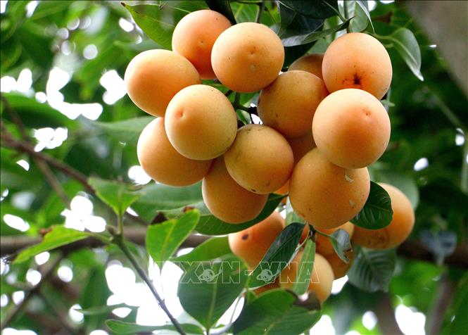 Những trái thanh trà ngọt chín đạt chất lượng cao nhờ áp dụng khoa học kỹ thuật. Ảnh: Phúc Sơn – TTXVN