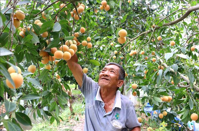 Ông Huỳnh Văn Hào (phường Đông Thành, tỉnh Vĩnh Long) phấn khởi thu hoạch những trái thanh trà ngọt. Ảnh: Phúc Sơn – TTXVN. 