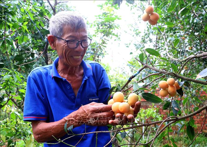 Ông Huỳnh Văn Cập (phường Đông Thành, tỉnh Vĩnh Long) phấn khởi với vườn thanh trà đạt năng suất cao. Ảnh: Phúc Sơn – TTXVN 