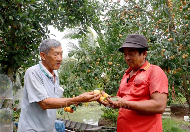Ông Huỳnh Văn Hào và ông Trương Văn Hoàng (phường Đông Thành, tỉnh Vĩnh Long) trau đổi về hiệu quả canh tác cây thanh trà ngọt. Ảnh: Phúc Sơn – TTXVN