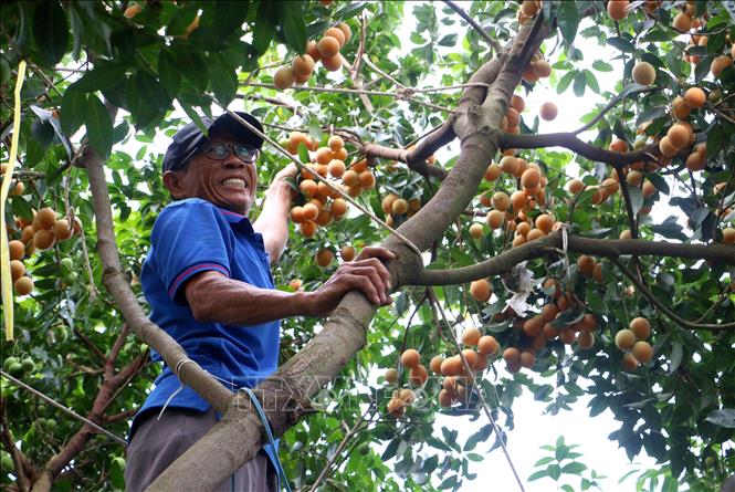 Ông Huỳnh Văn Cập (phường Đông Thành, tỉnh Vĩnh Long) phấn khởi với vườn thanh trà đạt năng suất cao. Ảnh: Phúc Sơn – TTXVN