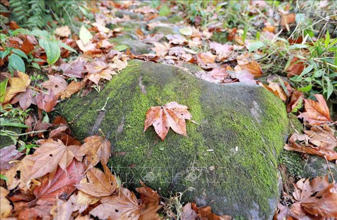 Trên con đường đá cổ có những khối đá to khoảng 50-70cm vuông rêu phong ẩn mình dưới lớp lá. Ảnh: Quý Trung – TTXVN