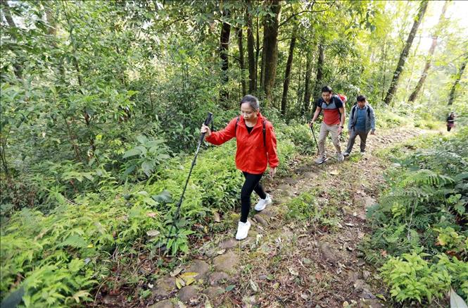 Đường đá cổ Pavie nối liền 2 bản của tỉnh Lai Châu với tỉnh Lào Cai xuyên qua cánh rừng già nguyên sinh. Ảnh: Quý Trung – TTXVN