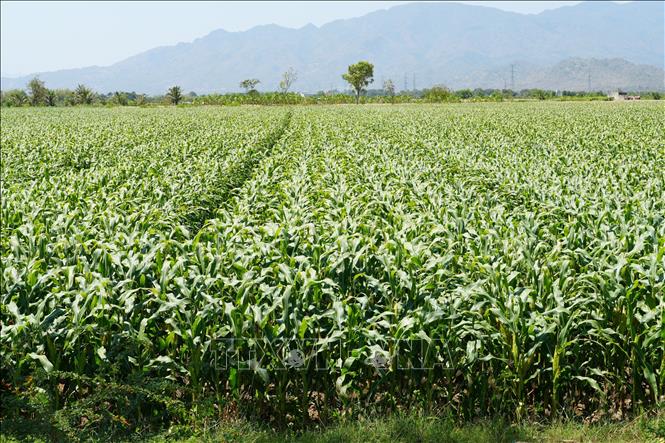 Nguồn nước từ đập Nha Trinh cung cấp tưới tiêu, góp phần giúp những cánh đồng ngô tại phường Đô Vinh (tỉnh Khánh Hòa) phát triển xanh tốt. Ảnh: Nguyễn Thành - TTXVN