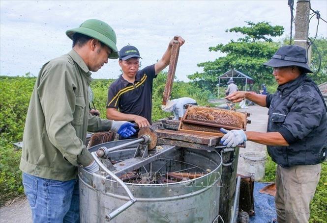 Với lợi thế về khí hậu, thổ nhưỡng, Vườn quốc gia Xuân Thủy (huyện Giao Thủy, tỉnh Nam Định) có diện tích khoảng 7.100ha là địa điểm lý tưởng để nuôi ong lấy mật. Hằng năm, hơn 20 chủ ong đưa 5.000 - 6.000 đàn ong về đây khai thác mật, mang lại thu nhập cho người dân 200-300 triệu đồng/vụ thu hoạch, sau khi đã trừ các chi phí. Ảnh: Công Luật - TTXVN