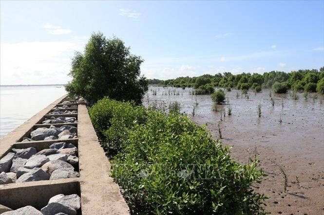 Khôi phục rừng ngập mặn, phòng hộ ven biển phía trong kè chống sạt lở bờ biển khu vực Mũi Rãnh, huyện An Biên, Kiên Giang, định hướng đến năm 2030. Ảnh: Lê Huy Hải - TTXVN