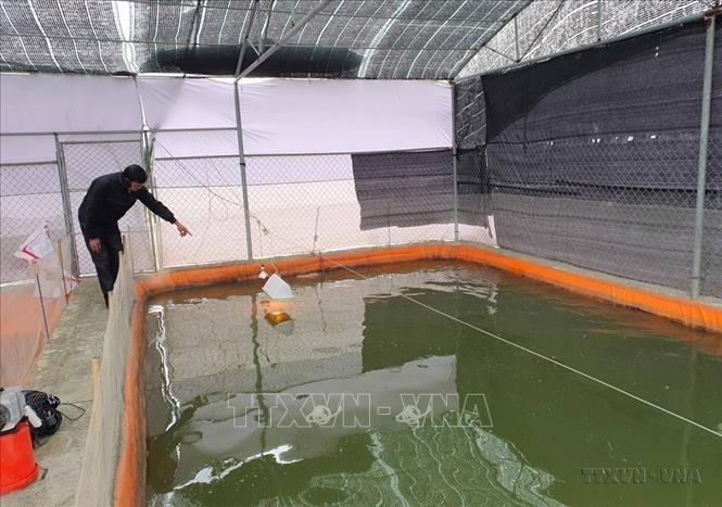 Trước tình hình rét đậm, rét hại có chiều hướng gia tăng, ngoài việc quây bạt kín, người nuôi thủy sản Nam Định còn thắp đèn sưởi ấm cho cá. Ảnh: Công Luật - TTXVN