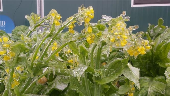 Lớp băng đọng trên hoa cải tại thôn Xín Phìn Chư, xã Xín Cái, huyện Mèo Vạc (Hà Giang) do thời tiết lạnh sâu kéo dài nhiều ngày. Ảnh: Nguyễn Chiến - TTXVN