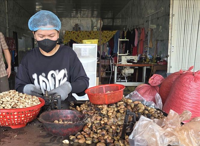 Processing cashew nuts in Ia O commune, the Central Highlands province of Gia Lai. VNA Photo: Hồng Điệp 