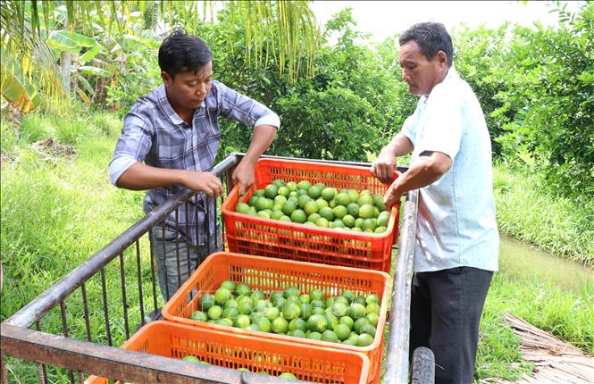 Ông Thạch Đây (bên phải), xã Song Lộc thu hoạch vườn chanh không hạt 0,5 ha của gia đình. Ảnh: Thanh Hòa- TTXVN