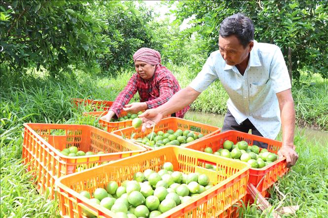 Vợ chồng ông Thạch Đây, xã Song Lộc thu hoạch vườn chanh không hạt 0,5 ha của gia đình. Ảnh: Thanh Hòa- TTXVN