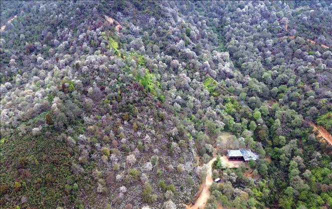 Rừng hoa sơn tra tại bản Nậm Nghẹp, xã Ngọc Chiến (Sơn La). Ảnh: Quang Quyết - TTXVN