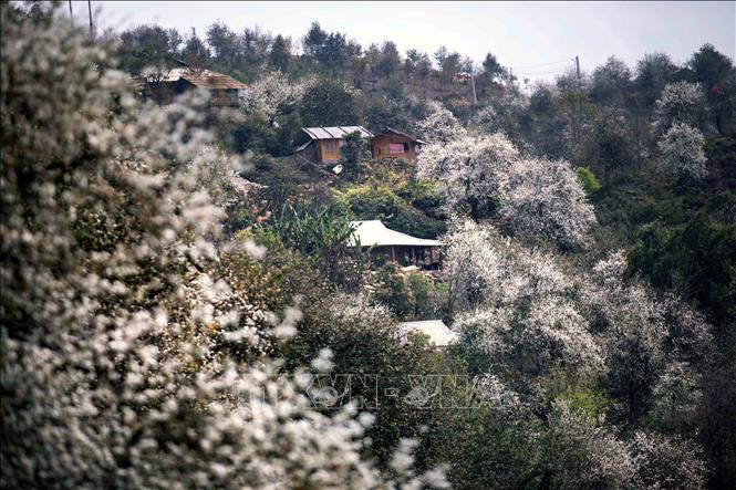 Rừng hoa sơn tra tại bản Nậm Nghẹp, xã Ngọc Chiến (Sơn La). Ảnh: Quang Quyết - TTXVN