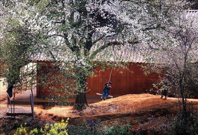 Rừng hoa sơn tra tại bản Nậm Nghẹp, xã Ngọc Chiến (Sơn La). Ảnh: Quang Quyết - TTXVN