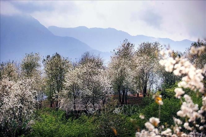 Rừng hoa sơn tra tại bản Nậm Nghẹp, xã Ngọc Chiến (Sơn La). Ảnh: Quang Quyết - TTXVN