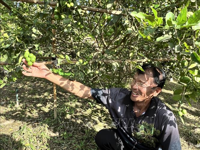 Giống chanh Paen Ramphai với vỏ mỏng và nhiều nước chua thơm là cây trồng chủ lực tại tỉnh Phetchaburi. Ảnh: Đỗ Sinh – PV TTXVN tại Thái Lan 