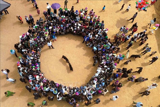 Thi chọi dê tại Ngày hội hoa sơn tra xã Ngọc Chiến lần thứ IV năm 2026. Ảnh: Quang Quyết - TTXVN