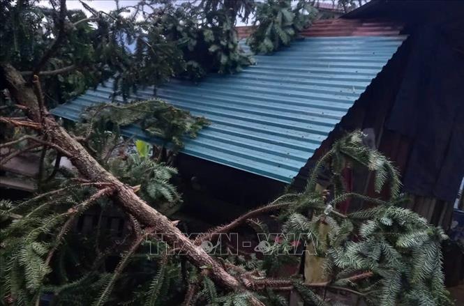 Gió lốc làm tốc mái, một số cây đổ vào nhà dân ở xã Thu Lũm, tỉnh Lai Châu. Ảnh: TTXVN phát