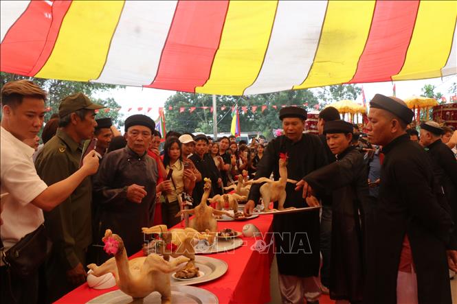 Các cụ trong làng lựa chọn chấm gà cẩn thận. Ảnh: Thái Hùng - TTXVN