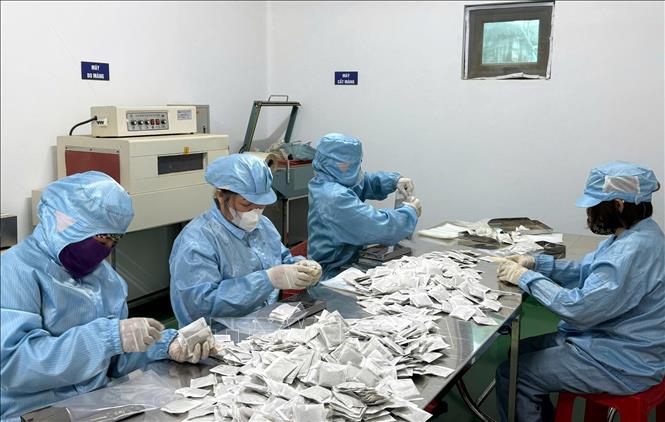 Đóng gói thành phẩm trà túi nhúng dược liệu của Hợp tác xã Nam dược Hoàng Lương. Ảnh: Nguyễn Công Hải - TTXVN
