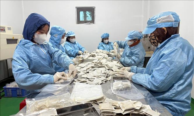 Đóng gói thành phẩm trà túi nhúng dược liệu của Hợp tác xã Nam dược Hoàng Lương. Ảnh: Nguyễn Công Hải - TTXVN
