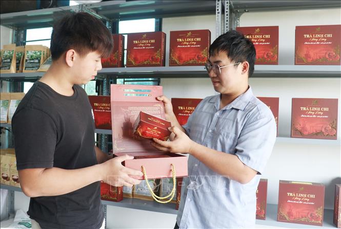 Hợp tác xã Nam dược Hoàng Lương đang phát triển sảm phẩm quà biếu với sản phẩm chủ lực là Trà linh chi. Ảnh: Nguyễn Công Hải - TTXVN
