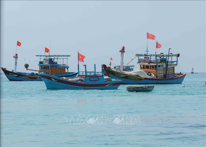 Do thường xuyên đánh bắt xa bờ, ngư dân được hướng dẫn tải và sử dụng ứng dụng để báo cáo, theo dõi, cung cấp dữ liệu về động vật biển kịp thời, chính xác, góp phần bảo tồn hệ sinh thái biển. Ảnh: Phan Phương – TTXVN