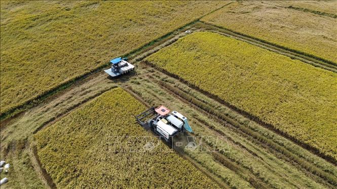 Nông dân tỉnh Đồng Tháp thu hoạch rộ lúa Đông Xuân. Ảnh: Công Trí-TTXVN