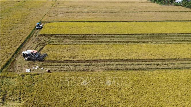 Nông dân tỉnh Đồng Tháp thu hoạch rộ lúa Đông Xuân. Ảnh: Công Trí-TTXVN