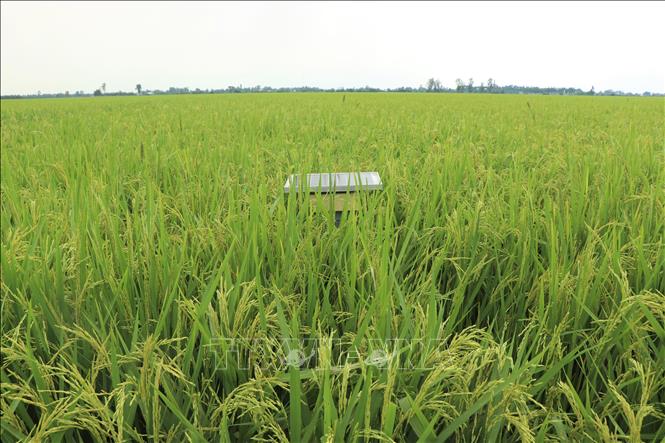 Thiết bị cảm biến thông minh tự động quan trắc mực nước mặt ruộng và độ ẩm đất. Ảnh: Thu Hiền - TTXVN