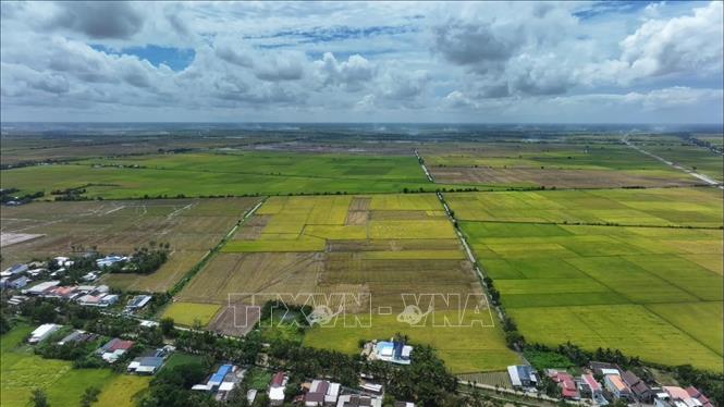 Dù mới triển khai từ cuối năm 2023, Đề án đã đạt được những con số ấn tượng với tổng diện tích canh tác là  350.839 ha, vượt 197% so với mục tiêu ban đầu. Ảnh: Thu Hiền - TTXVN