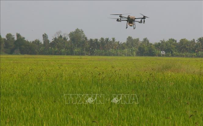 Sử dụng thiết bị bay không người lái chăm sóc lúa Đông Xuân 2025 - 2026 trên cánh đồng chuyên canh lúa xã Vĩnh Viễn, thành phố Cần Thơ. Ảnh: Duy Khương – TTXVN