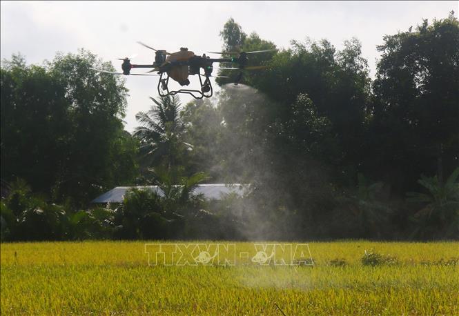 Sử dụng thiết bị bay không người lái chăm sóc lúa Đông Xuân 2025 - 2026 trên cánh đồng chuyên canh lúa xã Vĩnh Viễn, thành phố Cần Thơ. Ảnh: Duy Khương – TTXVN