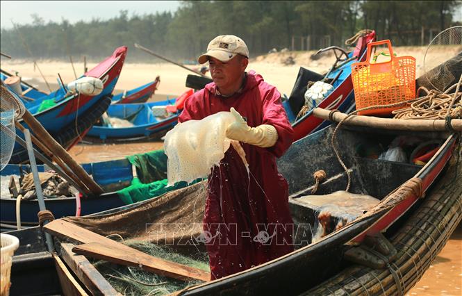 Mỗi chuyến biển có thể thu từ hàng tấn sứa, giúp ngư dân rút ngắn thời gian khai thác nhưng vẫn đạt hiệu quả kinh tế đáng kể. Ảnh: Thanh Thuỷ - TTXVN