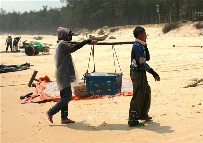 Vận chuyển sứa mang đi tiêu thụ. Ảnh: Thanh Thuỷ - TTXVN